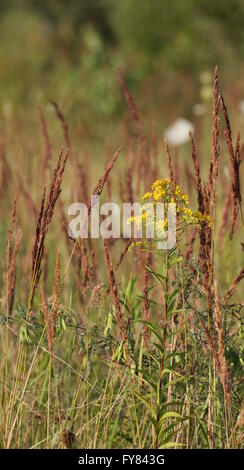 Giant Goldenrod (Solidago gigantea) flowering between spiked grasses. Stock Photo