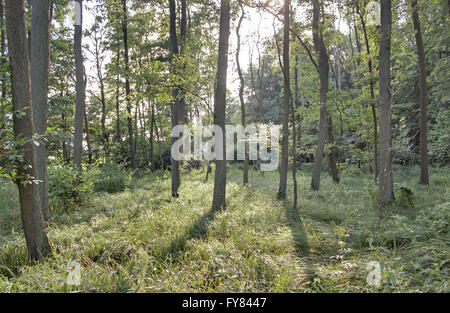 Sun breaking through canopy in NSG Elisenhain, nature reserve near Greifswald, Mecklenburg-Vorpommern, Germany. Stock Photo