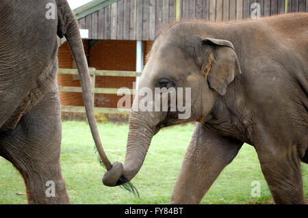 Baby Asian elephant walking behind holding its mother and holding her tail with its trunk. Stock Photo
