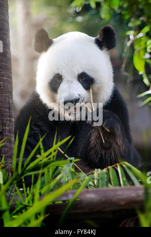 portrait of nice panda bear eating  in summer environment Stock Photo