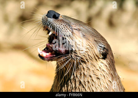 Portrait of  North American River Otter (Lontra canadensis) eating a fish