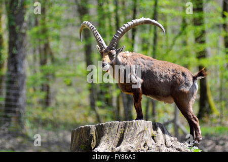 Male Alpine ibex (Capra ibex) perched on a tree trunk Stock Photo