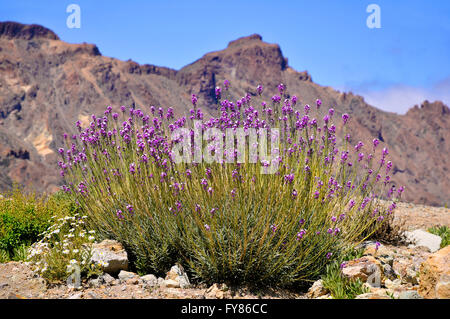 Teide wallflowers (Erysimum scoparium) in the mountains of spanish Tenerife in the Canary Islands Stock Photo