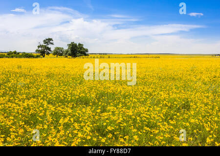 A field of brilliant yellow flowers under a canopy of blue sky and summer clouds in Colorado. Stock Photo