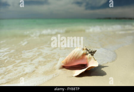 Pink conch seashell on tropical beach Stock Photo