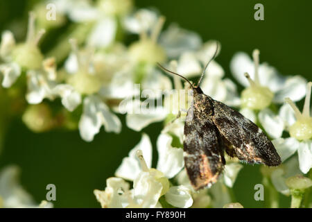 Nettle-tap micro moth (Anthophila fabriciana). Micro moth in the family Choreutidae, nectaring on hogweed. A very common species Stock Photo