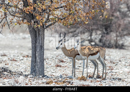 Male Springbok, taking shade, Etosha National Park, Namibia Stock Photo