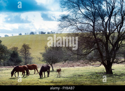 A newborn spring foal on the Quantocks near Crowcombe, Somerset UK Stock Photo