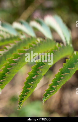 Close up of the leaves of a Melianthus Major. Green leaves with a serrated edge. Stock Photo