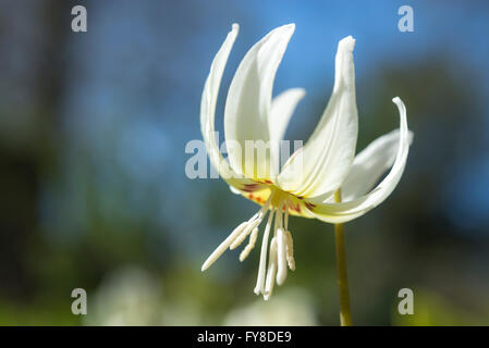Erythronium 'White Beauty' seen in close up. A beautiful form of dogs tooth violet flowering in spring sunshine. Stock Photo