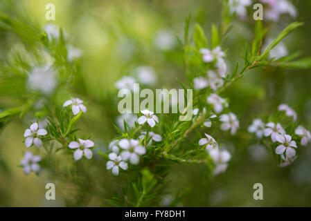 Coleonema pulchellum. A dainty flowering shrub with tiny flowers and fine foliage. Stock Photo