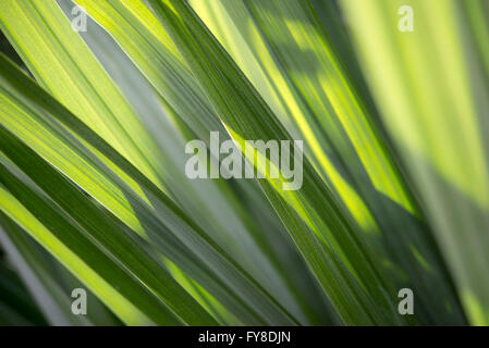 Abstract image of Astelia foliage with sunlight creating a striped pattern. Stock Photo