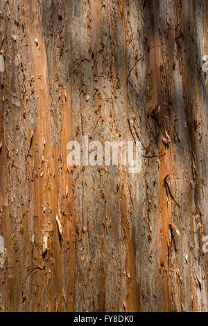 Close up peeling bark on a mature garden conifer. Fine texture of peeling bark. Stock Photo