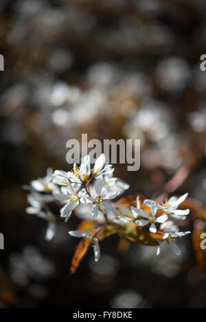 Amelanchier Lamarckii. An early spring flowering shrub with white flowers and new leaves glowing in spring sunlight. Stock Photo