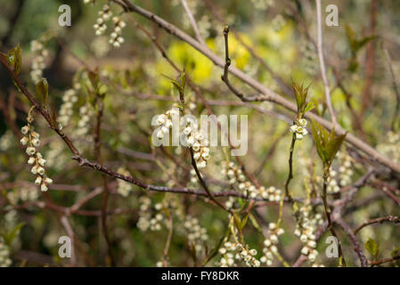 Stachyurus praecox. An unusual shrub flowering in early spring. Hanging flowers of greenish yellow. Stock Photo