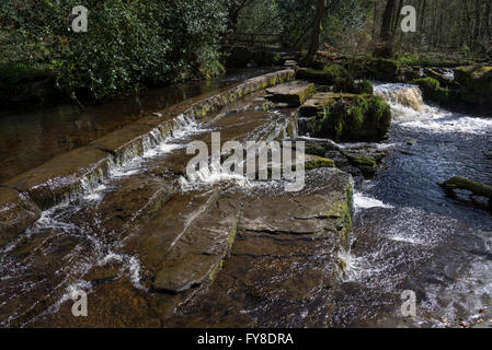 A sunny spring day in the Rivelin valley near Sheffield Stock Photo - Alamy