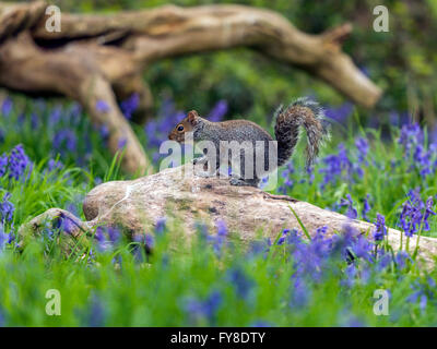 Grey Squirrel (Sciurus carolinensis) foraging in natural woodland setting, on dilapidated log, surrounded by spring Blue Bells. Stock Photo