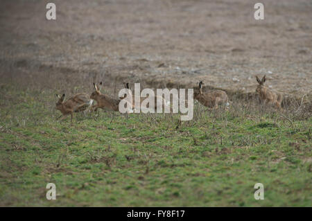 A drove of Brown Hares- Lepus europaeus chase each other during courtship. Spring. Uk Stock Photo