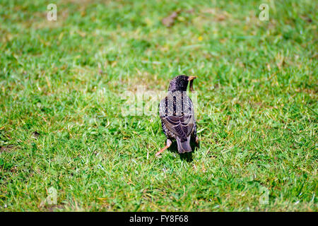 COMMON STARLING WITH WORM Stock Photo