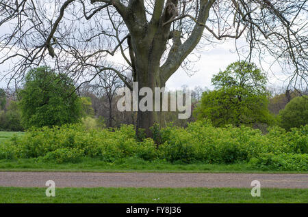 A patch of Alexanders (Smyrnium olusatrum) is left in Kensington Gardens, London, providing habitat for wildlife Stock Photo