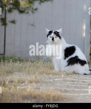 Black and white cat sitting on ground outside. Stock Photo