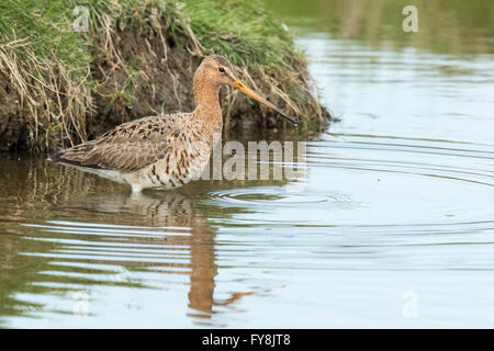 A black-tailed godwit (Limosa Limosa) just returned for this season and foraging elegant in water. Most of the European populati Stock Photo