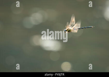 Migrant hawker, Aeshna mixta, in flight hunting on insects on a sunny summer day Stock Photo