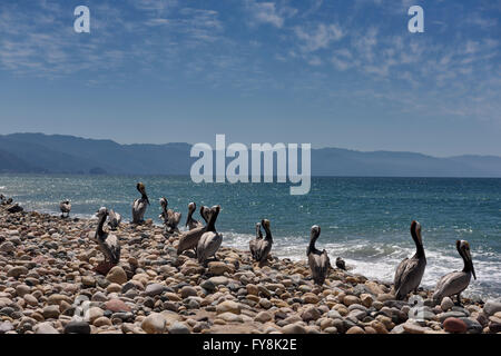 Pod of Brown Pelicans resting on smooth rocks on the Pacific ocean beach Puerto Vallarta Stock Photo