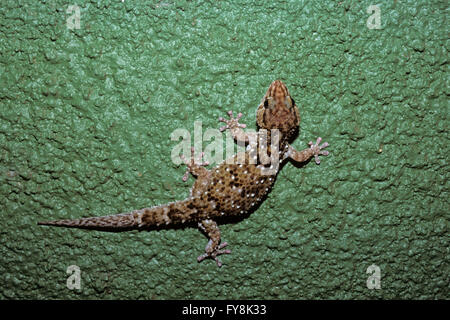 Moorish Gecko (Tarentola mauritanica) on the wall, Africa Stock Photo