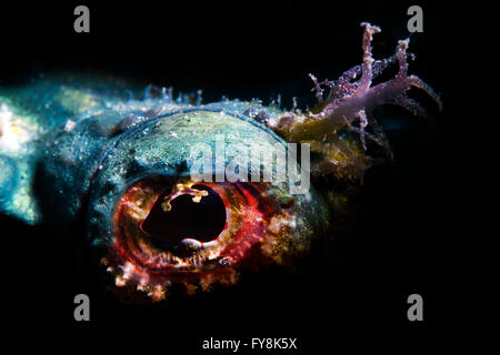 The Eye of a Devil Scorpionfish (Scorpaenopsis Diabola) . Macro. Stock Photo