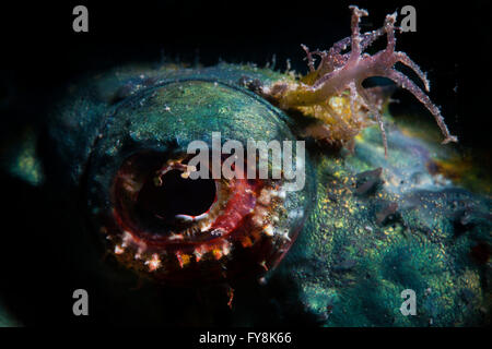 The Eye of a Devil Scorpionfish (Scorpaenopsis Diabola) . Macro. Stock Photo