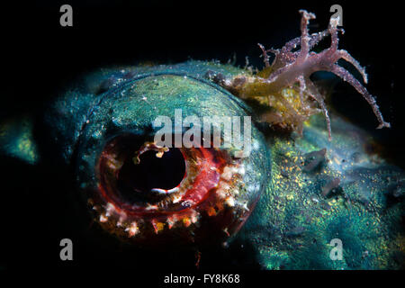 The Eye of a Devil Scorpionfish (Scorpaenopsis Diabola) . Macro. Stock Photo