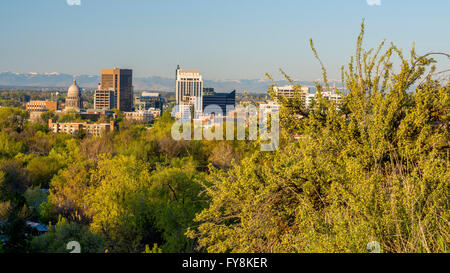 Bitter Brush in the foothills above Boise Idaho Stock Photo