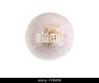 Single Pulp Garlic Solo garlic, also known as single clove garlic, monobulb garlic, single ...