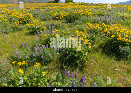 Field of Balsamroot and Lupine wildflowers in bloom at Rowena Crest at Columbia River Gorge Oregon in Spring Stock Photo