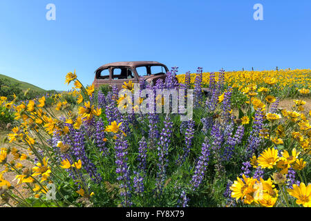 Abandoned rusty old truck among Lupine and Balsamroot wildflowers at Columbia Hills State Park in Washington State during spring Stock Photo