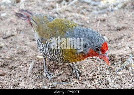 Male, Green-winged pytilia, Pytilia melba aka Melba Finch, Etosha National Park, Namibia Stock Photo