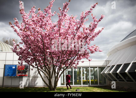 Hanover, Germany. 23rd Apr, 2016. A woman takes pictures outside a venue prior to the 2016 Hanover Industrial Trade Fair in Hanover, Germany, on April 23, 2016. The world's leading fair for industrial technology, attended by about some 5000 exhibitors, would take place from April 25 to 29 with the United States as this year's partner country. © Zhang Fan/Xinhua/Alamy Live News Stock Photo