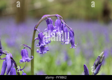 Horton Country Park, Epsom, Surrey, UK. 24th April 2016. The bluebells are just reaching their peak at Horton Country Park in Epsom. Just off of one of the main paths is a wooded area called Pond Wood and it is filled with the fragrant blue carpet of the Common English Bluebell. Credit:  Julia Gavin UK/Alamy Live News Stock Photo