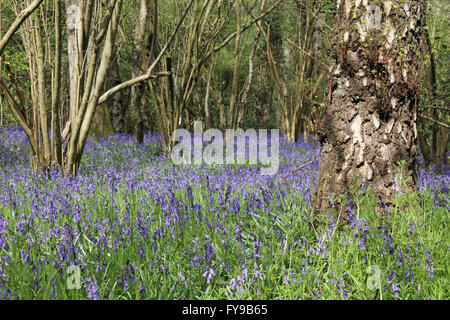 Horton Country Park, Epsom, Surrey, UK. 24th April 2016. The bluebells are just reaching their peak at Horton Country Park in Epsom. Just off of one of the main paths is a wooded area called Pond Wood and it is filled with the fragrant blue carpet of the Common English Bluebell. Credit:  Julia Gavin UK/Alamy Live News Stock Photo