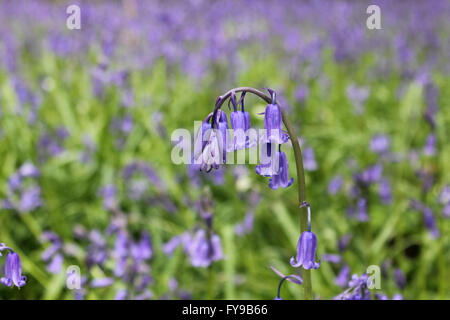 Horton Country Park, Epsom, Surrey, UK. 24th April 2016. The bluebells are just reaching their peak at Horton Country Park in Epsom. Just off of one of the main paths is a wooded area called Pond Wood and it is filled with the fragrant blue carpet of the Common English Bluebell. Credit:  Julia Gavin UK/Alamy Live News Stock Photo