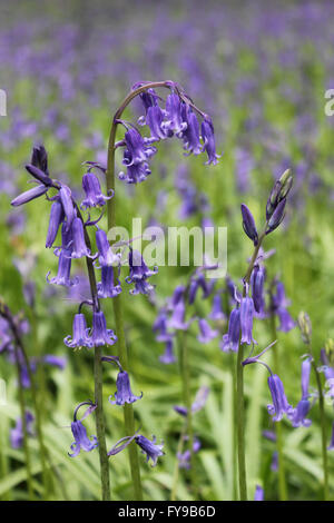 Horton Country Park, Epsom, Surrey, UK. 24th April 2016. The bluebells are just reaching their peak at Horton Country Park in Epsom. Just off of one of the main paths is a wooded area called Pond Wood and it is filled with the fragrant blue carpet of the Common English Bluebell. Credit:  Julia Gavin UK/Alamy Live News Stock Photo