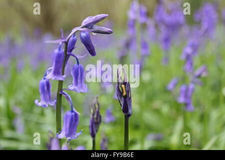 Horton Country Park, Epsom, Surrey, UK. 24th April 2016. Insect on a bluebell flower at Horton Country Park in Epsom. Just off of one of the main paths is a wooded area called Pond Wood and it is filled with the fragrant blue carpet of the Common English Bluebell. Credit:  Julia Gavin UK/Alamy Live News Stock Photo