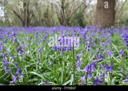 Horton Country Park, Epsom, Surrey, UK. 24th April 2016. The bluebells are just reaching their peak at Horton Country Park in Epsom. Just off of one of the main paths is a wooded area called Pond Wood and it is filled with the fragrant blue carpet of the Common English Bluebell. Credit:  Julia Gavin UK/Alamy Live News Stock Photo