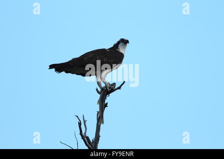Osprey Sanding on a Tree Yellowstone NP Stock Photo