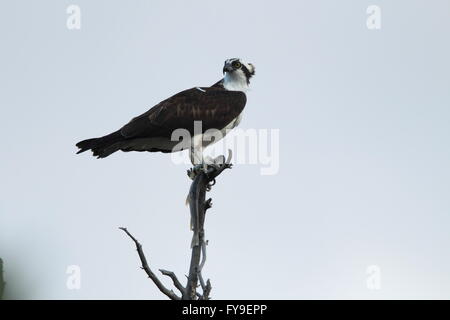 Osprey Sanding on a Tree Yellowstone NP Stock Photo