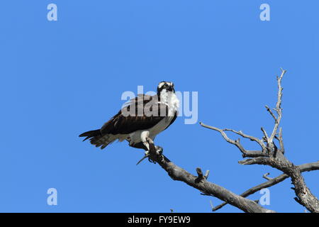 Osprey Sanding on a Tree Yellowstone NP Stock Photo