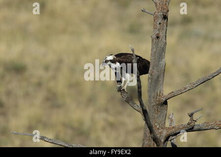 Osprey Sanding on a Tree Yellowstone NP Stock Photo