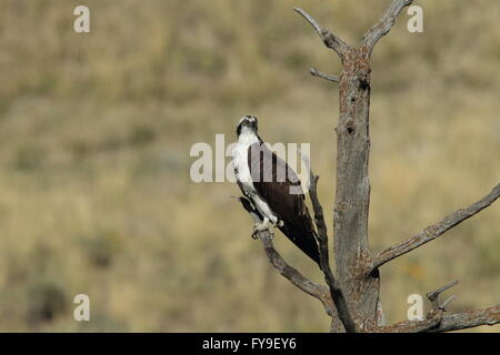 Osprey Sanding on a Tree Yellowstone NP Stock Photo