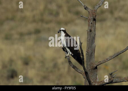 Osprey Sanding on a Tree Yellowstone NP Stock Photo